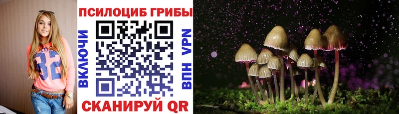 где купить   Суздаль  Галлюциногенные грибы Cubensis 